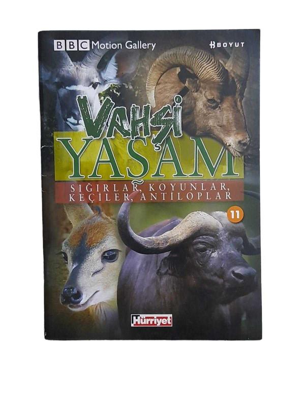 Vahşi Yaşam Sayı: 11 Sığırlar, Koyunlar, Keçiler, Antiloplar